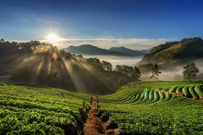 Agricultural Manufacturing Solutions